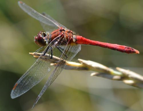 Réf. 265 065 : Sympetrum sanguineum